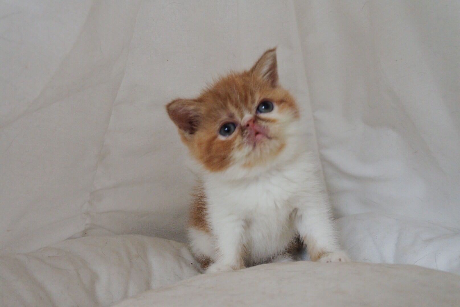 加菲猫妹妹幼猫 疫苗驱虫全打 无猫藓非常粘人可爱 加菲猫妹妹幼猫 疫苗驱虫全打 无猫藓非常粘人可爱